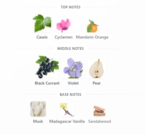 D&G Dolce Violet scent profile 1