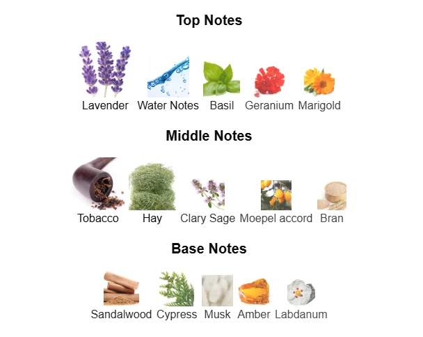 Dolce & Gabbana Intenso scent profile 1