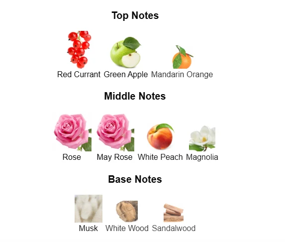 Dolce & Gabbana Rose scent profile 1